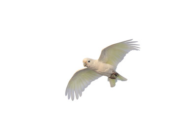 Beautiful of Goffin's Cockatoo parrot isolated on transparent background png file