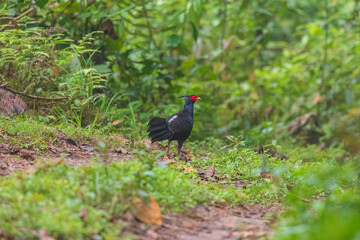 Kalij pheasant (Lophura leucomelanos lathami ) Male at Eaglenest WLS, Arunachal Pradesh, Uttarakhand, India