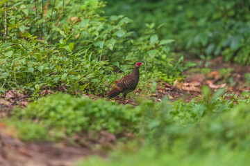 Kalij pheasant (Lophura leucomelanos lathami ) Female at Eaglenest WLS, Arunachal Pradesh, Uttarakhand, India