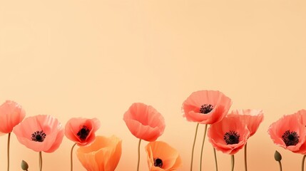Beautiful peach pink and red poppy flowers on plain background. Aesthetic minimal floral composition

