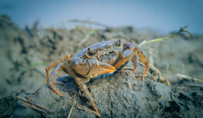 The Crab is Very Angry, Blue Tone Image 