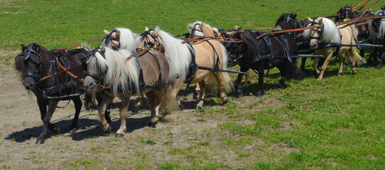 *Pony*