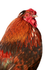 Red rooster isolated on white background