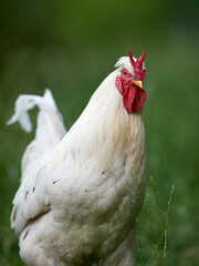 White rooster with V-comb on blurred background outside in garden