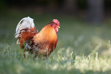 Colorful red rooster in the garden