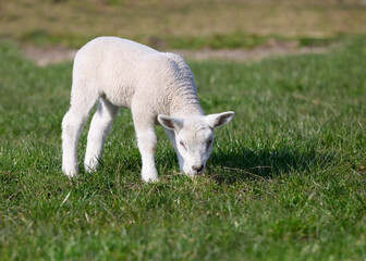 White lamb grazing on meadow