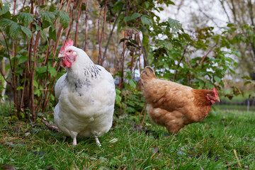 Range chickens free in garden