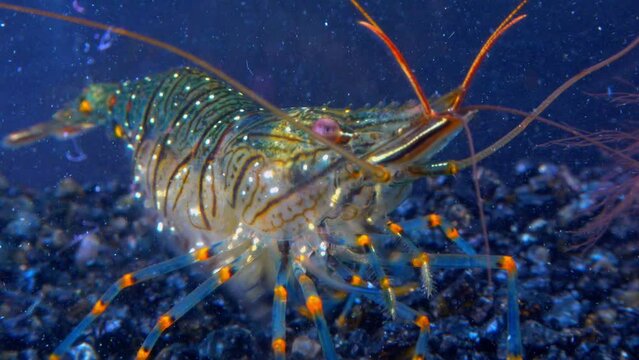 Rockpool shrimp (Palaemon elegans), shrimp looking for food among mussels, Black Sea