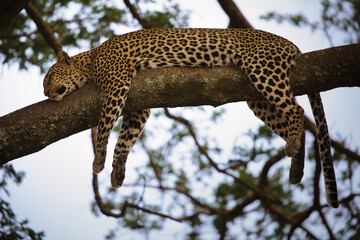 Leopard auf Baum in Serengeti. Tanzania