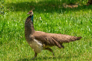 A single peacock, peacock with colorful feathers