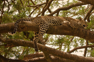 Leopard auf Baum in Serengeti. Tanzania