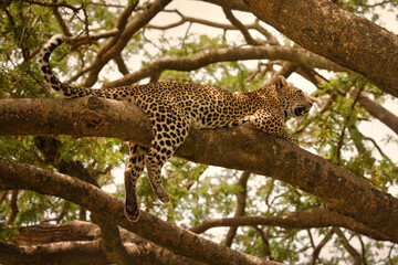 Leopard auf Baum in Serengeti. Tanzania