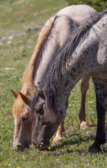 Wild Horses in the Pryor Mountains Wild Horse range Montana in Summer