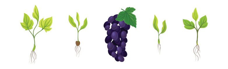 Fototapeta premium Grapevine Plant Growth with Young Sapling Development Vector Set