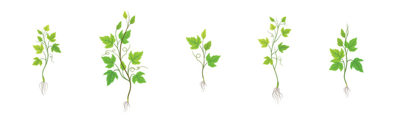Grapevine Plant Growth with Young Sapling Development Vector Set