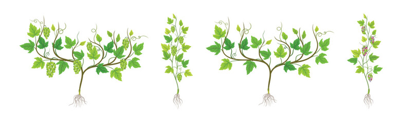 Obraz premium Grapevine Plant Growth with Young Sapling Development Vector Set
