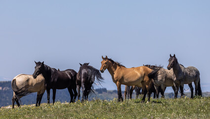 Fototapeta na wymiar Wild Horses in the Pryor Mountains Wild Horse range Montana in Summer