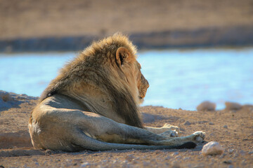 Male lion, Etosha National Park, Namibia