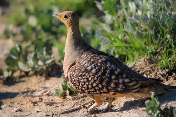 Male Namaqua Sandgrouse, Etosha National Park, Namibia