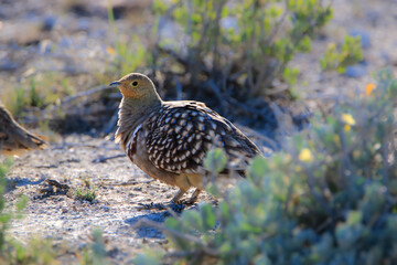 Male Namaqua Sandgrouse, Etosha National Park, Namibia
