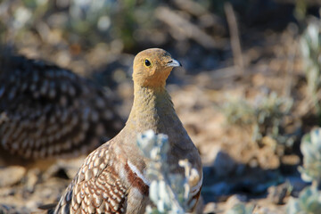 Male Namaqua Sandgrouse, Etosha National Park, Namibia