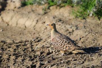 Male Namaqua Sandgrouse, Etosha National Park, Namibia