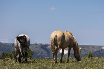 Obraz na płótnie Canvas Wild Horses in the Pryor Mountains Wild Horse range Montana in Summer