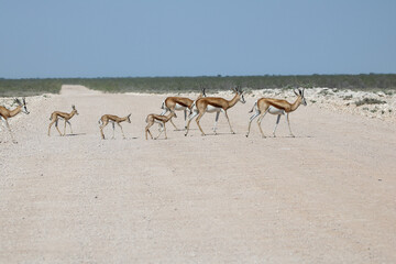 Fototapeta na wymiar Springbok herd, Etosha National Park, Namibia