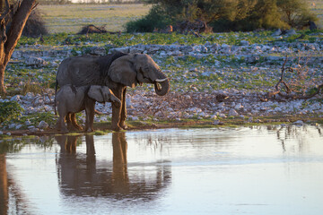 African elephant cow and calf drinking water at Okaukuejo waterhole, Etosha National Park, Namibia