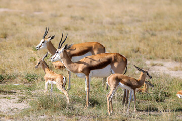 Springbok in Etosha National Park, Namibia