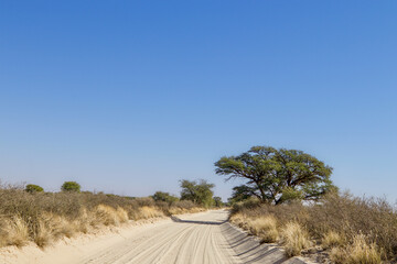 Open dirt road in the Kgalagadi Transfrontier Park, Kalahari, South Africa