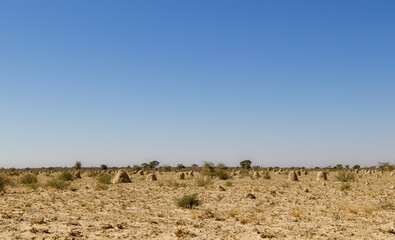 Termite mounds or ant hills in the Kgalagadi Transfrontier Park, Kalahari, South Africa