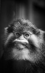 Kapuzineraffe