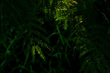 fern in the forest