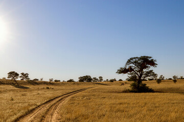 Fototapeta premium Open dirt road in the Kgalagadi Transfrontier Park, Kalahari, South Africa