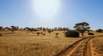 Open dirt road in the Kgalagadi Transfrontier Park, Kalahari, South Africa