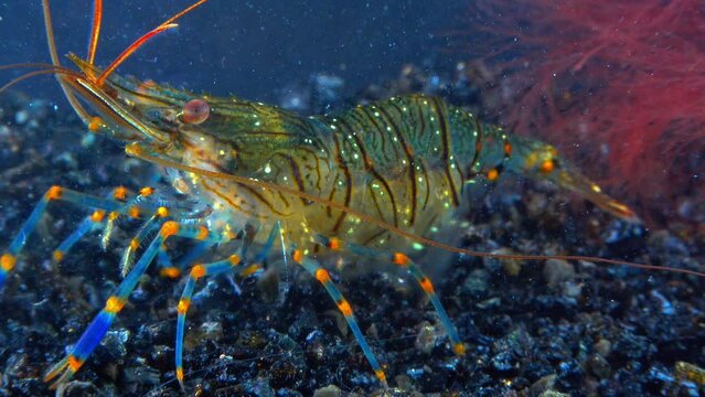 Rockpool shrimp (Palaemon elegans), shrimp looking for food among mussels, Black Sea