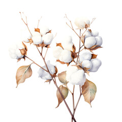 Watercolor cotton branch isolated on transparent background