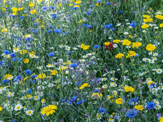Beautiful colorful meadow of wild flowers - cornflower, borage etc. - 637036725
