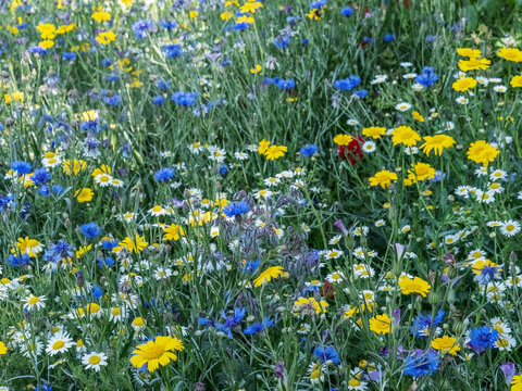 Beautiful colorful meadow of wild flowers - cornflower, borage etc.