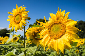 Sunflowers facing to the sunlight