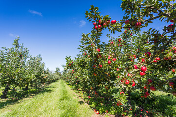 Fototapeta na wymiar Apple orchard ready for harvesting