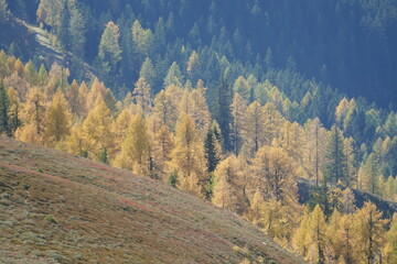 L&auml;rchen im Herbst