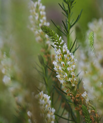Beautiful close-up of hebenstretia dentata