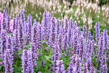 Purple Anise Hyssop in flower.
