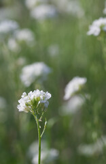 Beautiful close-up of berteroa incana