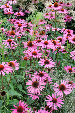 Pink parasol coneflower Echinacea purpurea &lsquo;Rubinstern&rsquo; in flower.