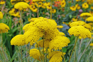 Achillea, or yellow Golden Yarrow, in flower. © Alexandra