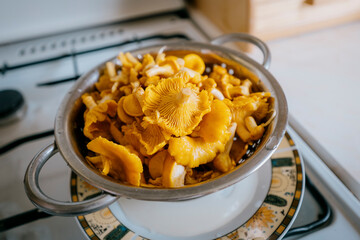 Wet chanterelles in a colander after rinsing. Freshly picked mushrooms.
