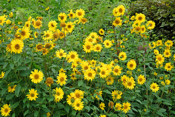 Yellow Heliopsis helianthoides, false sunflower, in bloom.